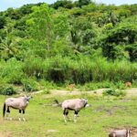 Cebu Safari Adventure Park