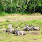 Cebu Safari Adventure Park