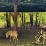 Cebu Safari Adventure Park