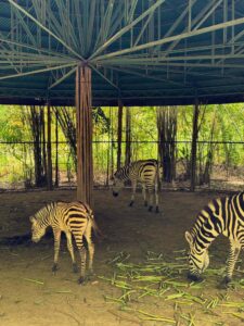 Cebu Safari Adventure Park