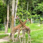 Cebu Safari Adventure Park