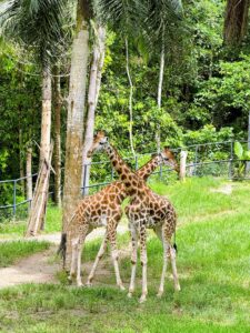 Cebu Safari Adventure Park