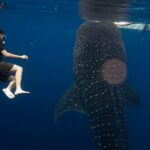 Oslob Whalesharks